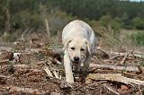 LABRADOR 137